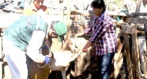 Capacitaran a cerca de 300 crianceros del Valle del Huasco en manejo estratégico de ovinos y caprinos
