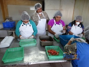 Mujeres del sector pesquero se capacitan para dar valor agregado a recursos no explotados en la zona