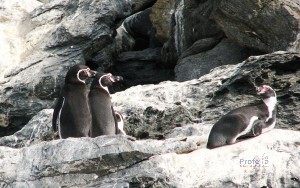 pinguinos-humboldt_isla_choros_chile