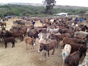 Fuente Rode de Burros, municplidad de Freirina