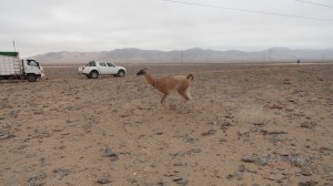 Guanacas envían primeros datos sobre desplazamientos en Atacama