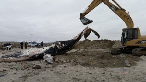 Ballena jorobada varó en costas de Freirina