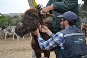 CONTINÚA CONTROL SANITARIO DE BURROS ASILVESTRADOS EN EL HUASCO