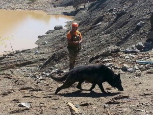 Carabineros busca a desaparecidos en Alto del Carmen con perros adiestrados