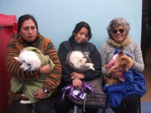 Vallenar cumplió meta de 1.150 esterilizaciones y castraciones gratuitas para mascotas