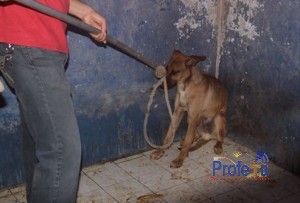PDI detiene a sujeto por maltrato animal en forma reiterada