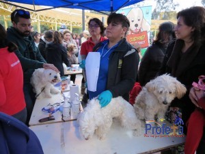 OPERATIVO CANINO MUNICIPAL SOBREPASÓ TODAS LAS EXPECTATIVAS EN VALLENAR