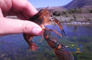 Actividad camaronera se encuentra en extinción en el río Huasco