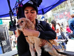 En la Alameda de Copiapó se realizo una actividad canina, donde participaron decenas de perros acompañados de sus dueños