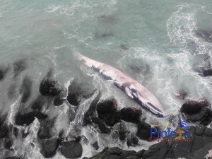 Ballena varada en sector norte de Punta de Choros, IV Región