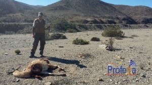 Guardaparques encuentra dos guanacos muertos en Llanos de Challe