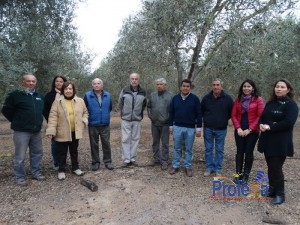 Olivicultores del Huasco alcanzan denominación de origen para el aceite de oliva
