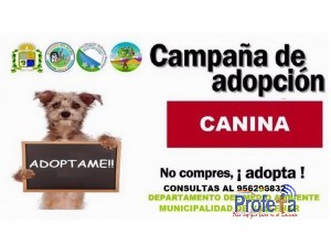 Campaña de adopcion canina en el dia del niño