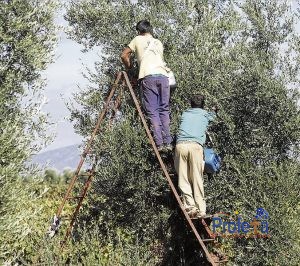 Olivicultores de Huasco tras obtención de la D.O