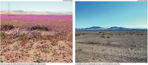 por-falta-de-lluvias-no-habra-desierto-florido-esta-temporada-en-atacama