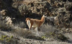 Proyecto El Romero, Plan de Conservación del Guanaco, un aporte a la conservación de la especie