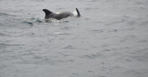 constatan-avistamiento-de-ballenas-en-chanaral-de-aceituno-y-llaman-a-presenciar-las-bondades-naturales-de-la-zona