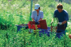 ofrecen-cerca-de-500-puestos-de-trabajos-voluntarios-en-parques-nacionales-para-este-verano