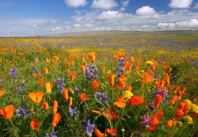 92 mil personas acudieron<br>a la provincia del Huasco para<br>presenciar el desierto florido