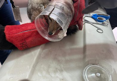 Encuentran zorro con su cabeza atrapada en un frasco plástico