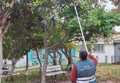 Municipalidad de Vallenar y SAG llaman a la comunidad a colaborar en vigilancia por detección de mosca de la fruta Municipalidad de Vallenar y SAG llaman a la comunidad a colaborar en vigilancia por detección de mosca de la fruta