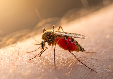 Dengue: ¿sabes reconocer sus síntomas si viajaste durante este verano?