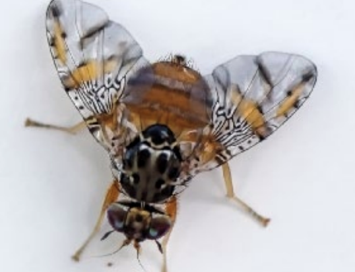 Tras detección de mosca de la fruta en Vallenar SAG cierra vigilancia Tras detección de mosca de la fruta en Vallenar SAG cierra vigilancia